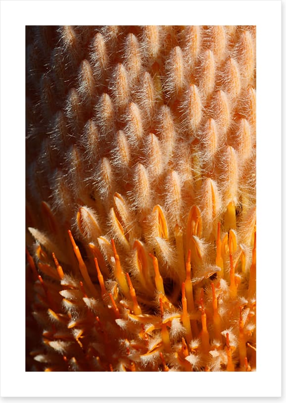 Orange banksia