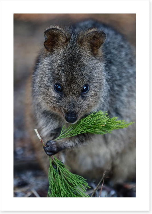 Quokka