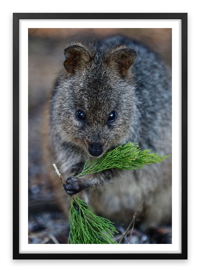 Quokka