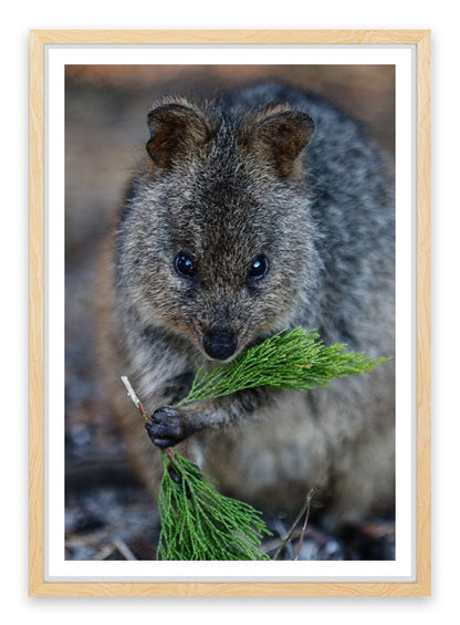 Quokka