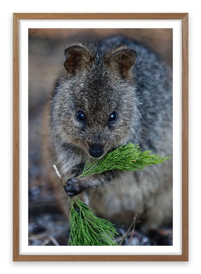 Quokka