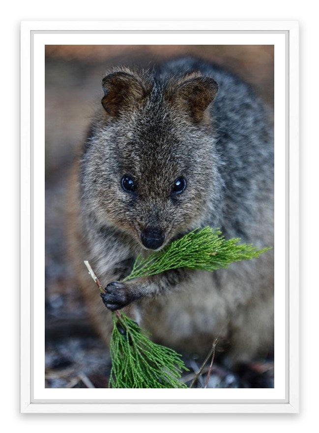 Quokka