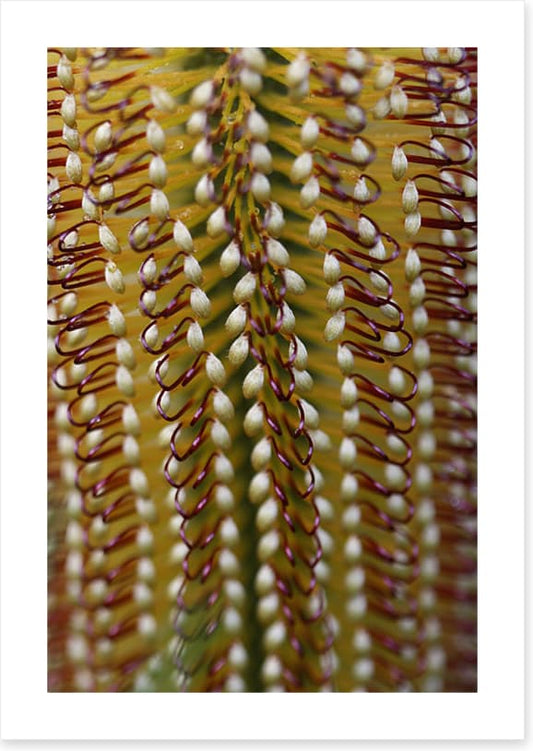 Yellow banksia