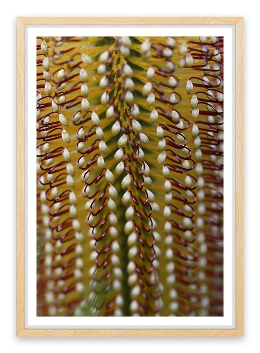 Yellow banksia