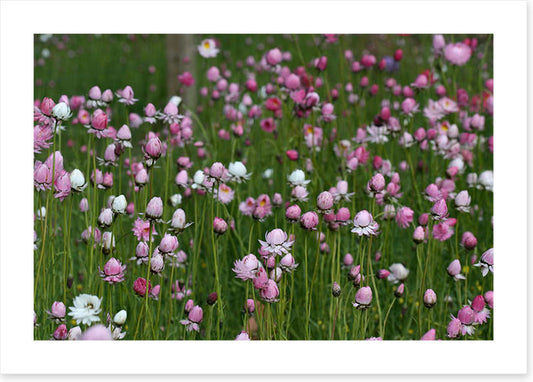 Field of everlasting daisies