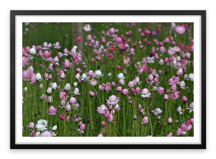 Field of everlasting daisies