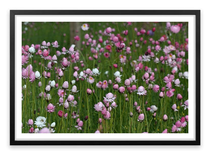 Field of everlasting daisies