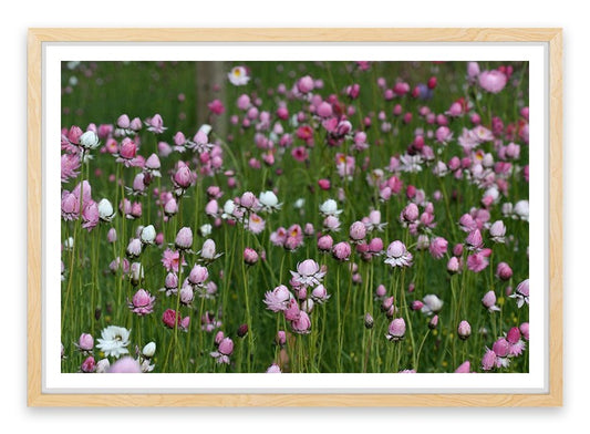 Field of everlasting daisies