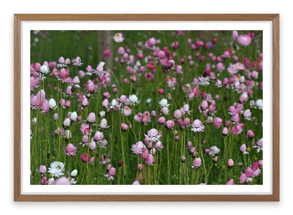 Field of everlasting daisies