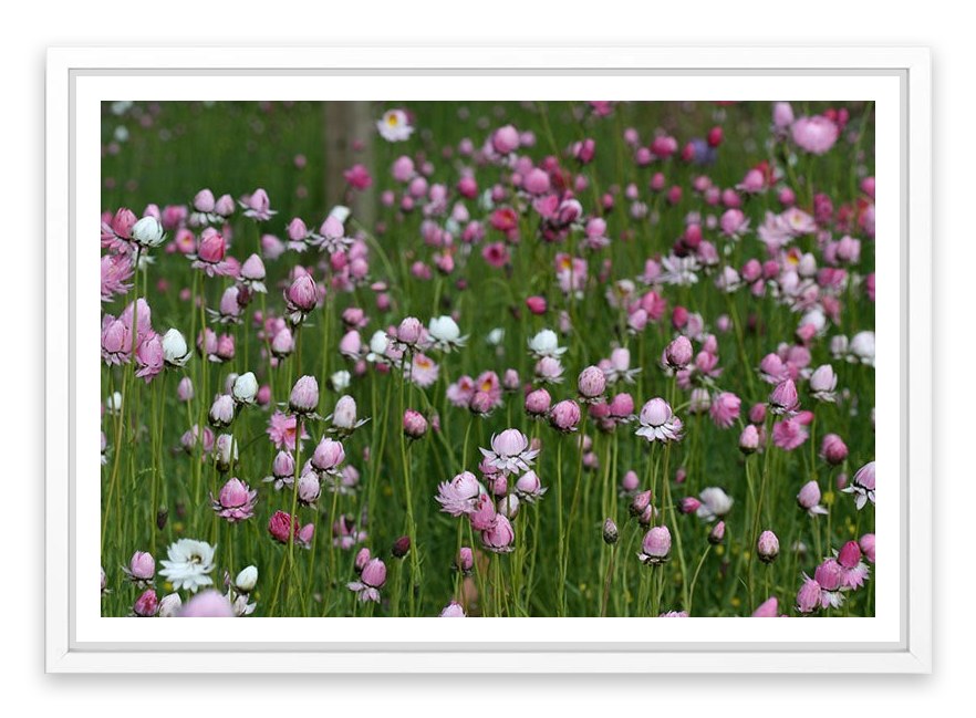 Field of everlasting daisies