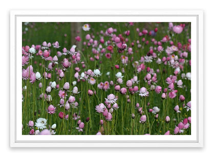 Field of everlasting daisies