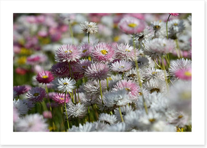 Everlasting daisies
