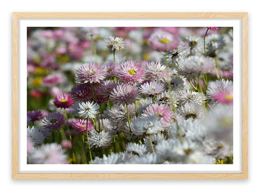 Everlasting daisies