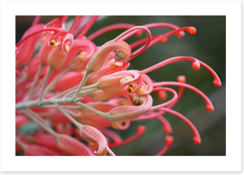 Pink grevillea