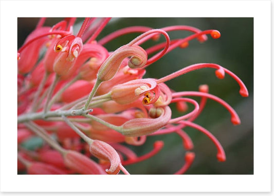 Pink grevillea