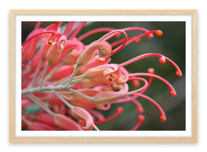 Pink grevillea