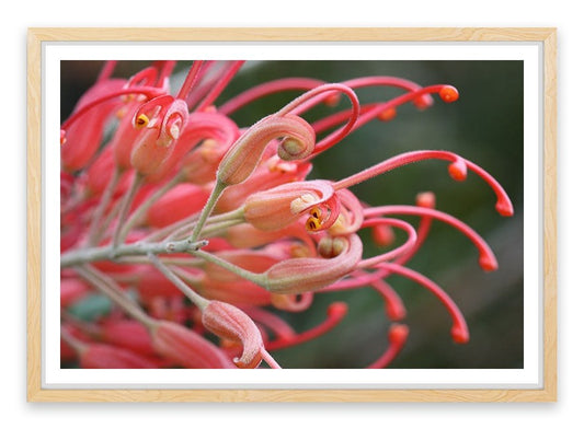 Pink grevillea