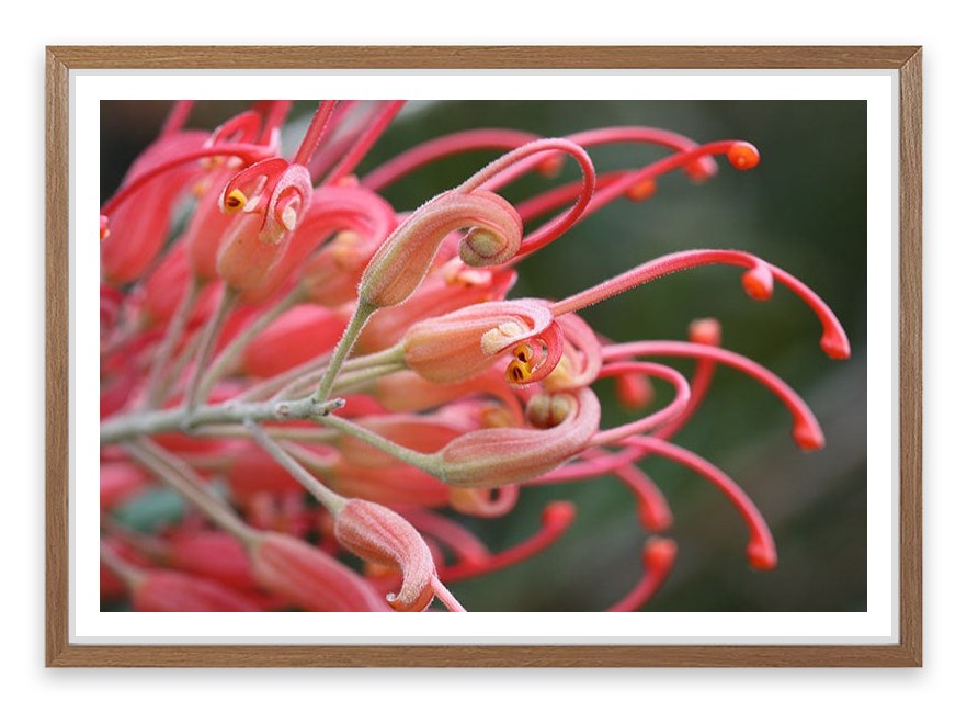 Pink grevillea
