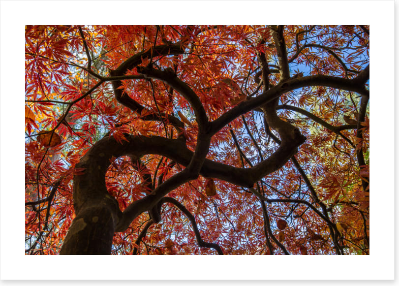 Maple in fall