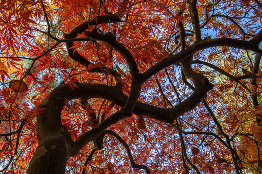 Maple in fall
