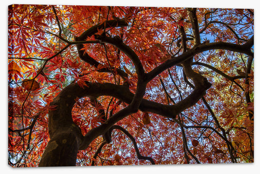 Maple in fall