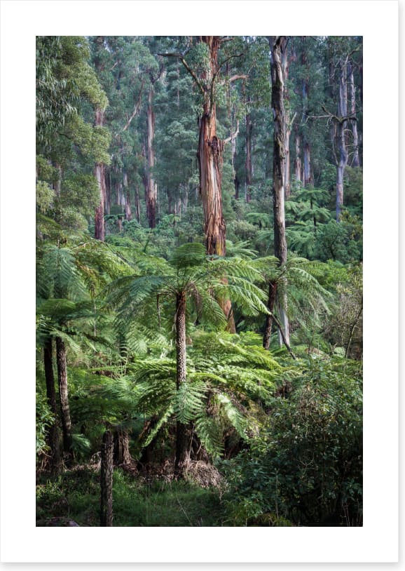 Forest ferns