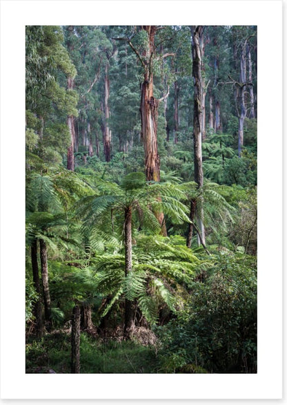Forest ferns