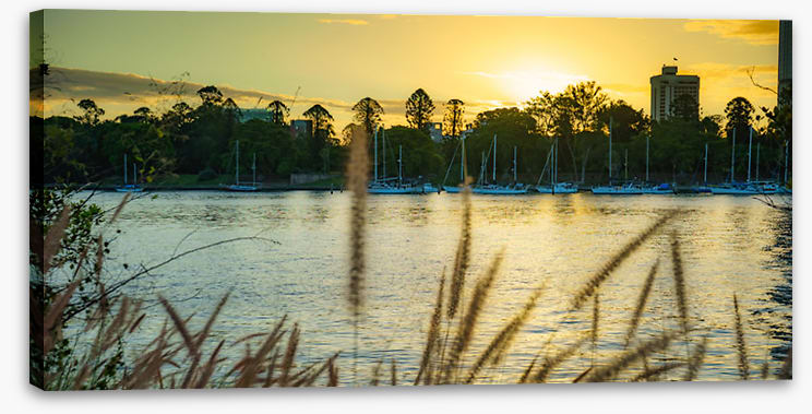 Gold grass