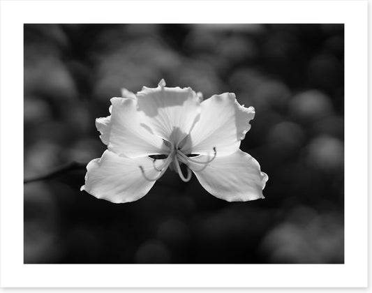 Fragile