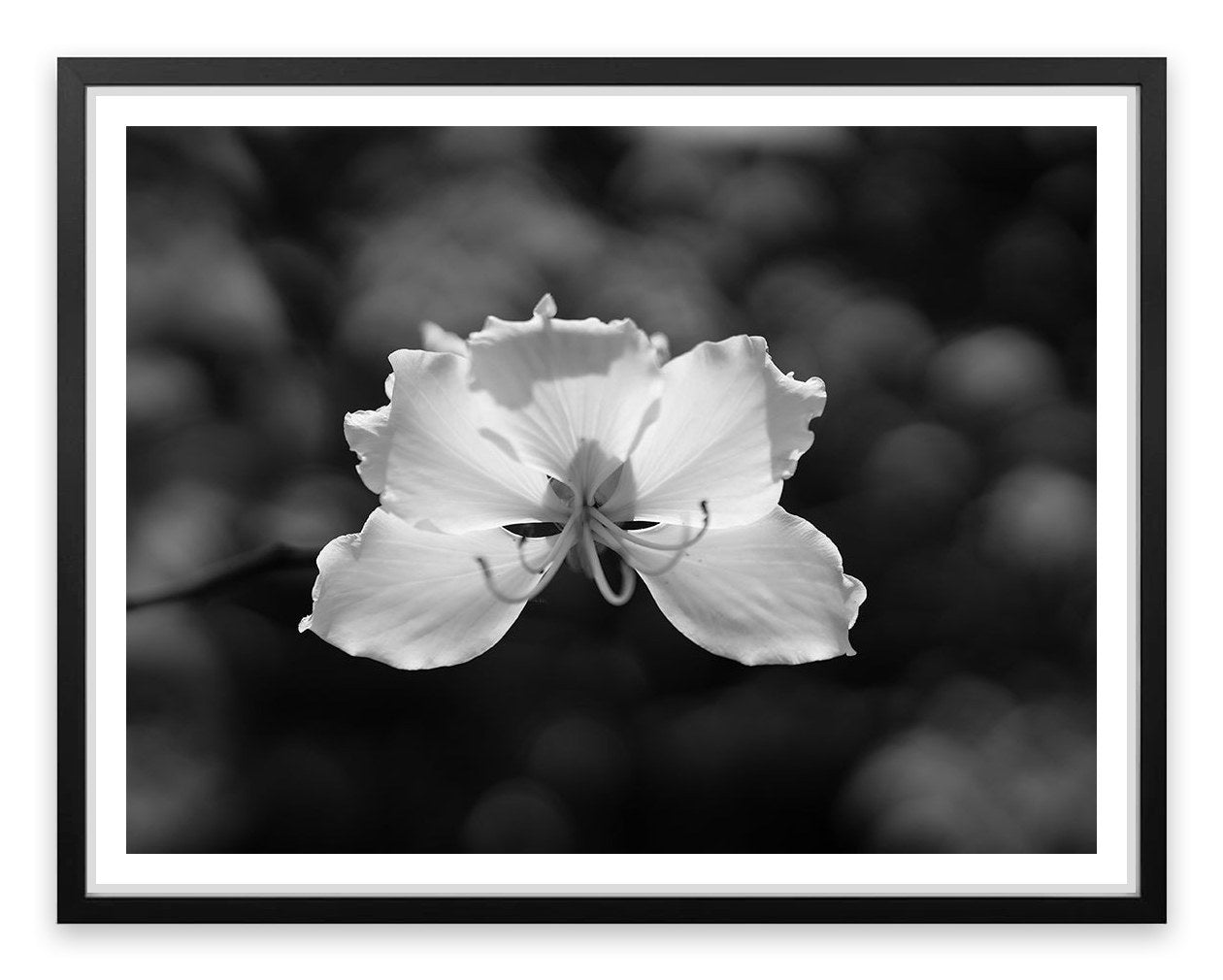 Fragile
