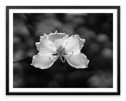 Fragile
