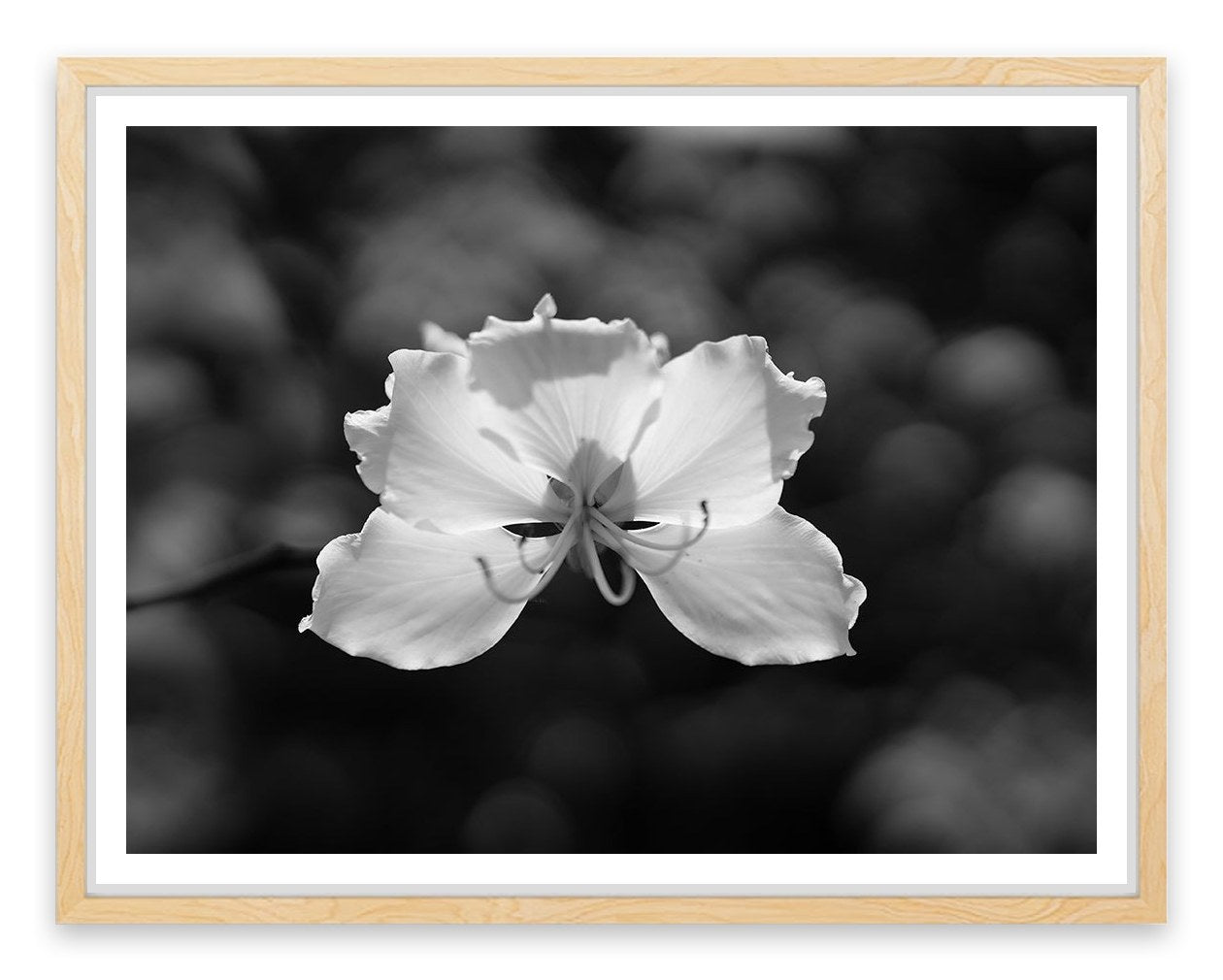 Fragile