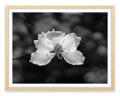 Fragile