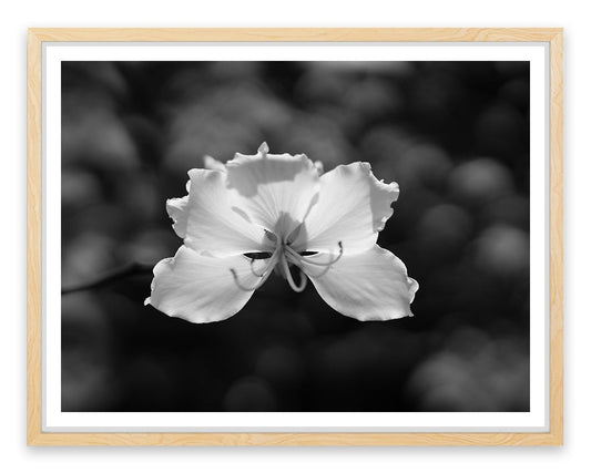 Fragile