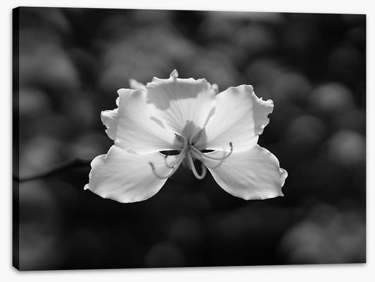 Fragile