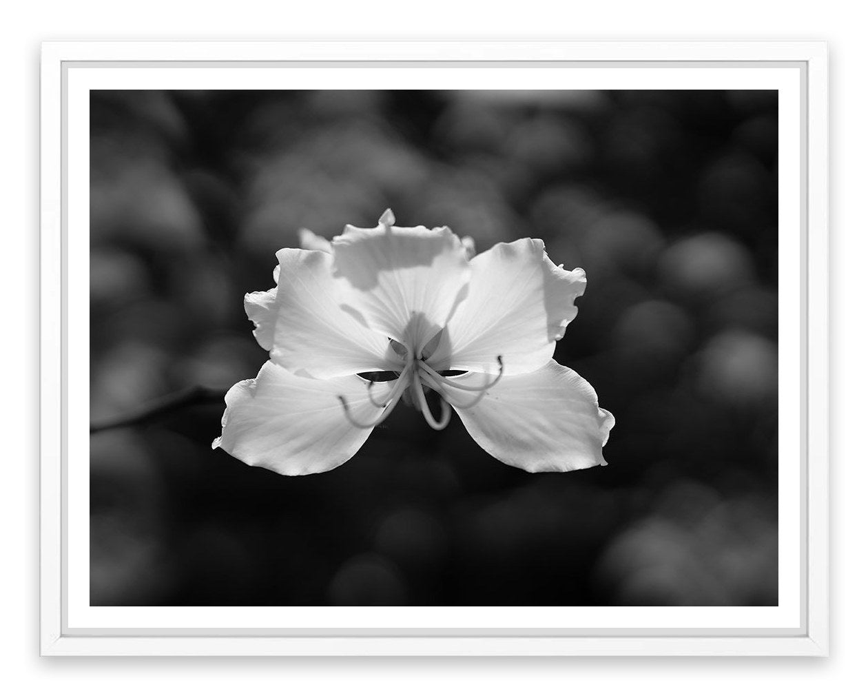 Fragile