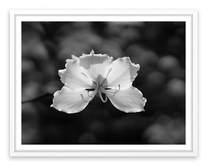 Fragile