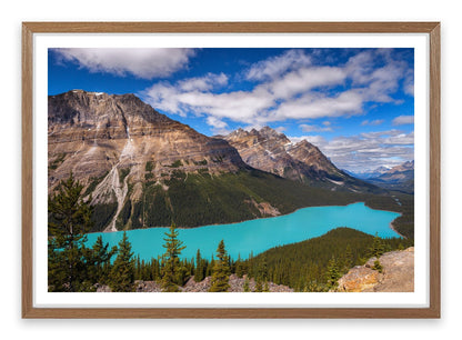 Peyto view