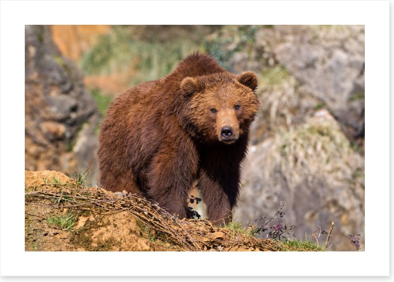 Grizzly bear