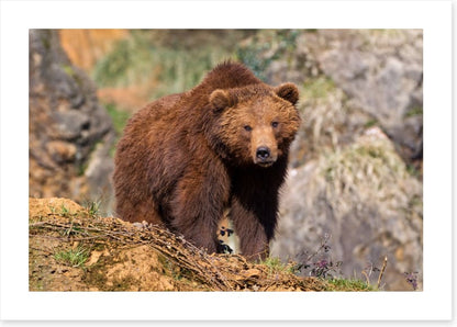 Grizzly bear