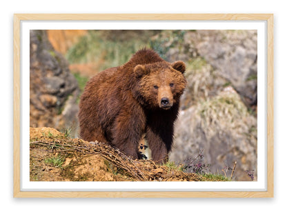 Grizzly bear
