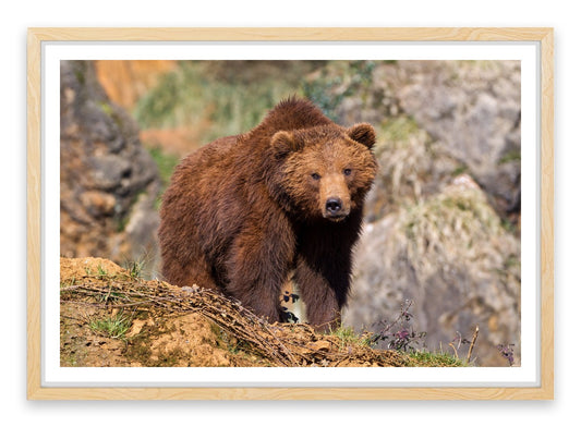 Grizzly bear