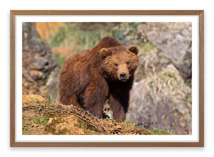 Grizzly bear