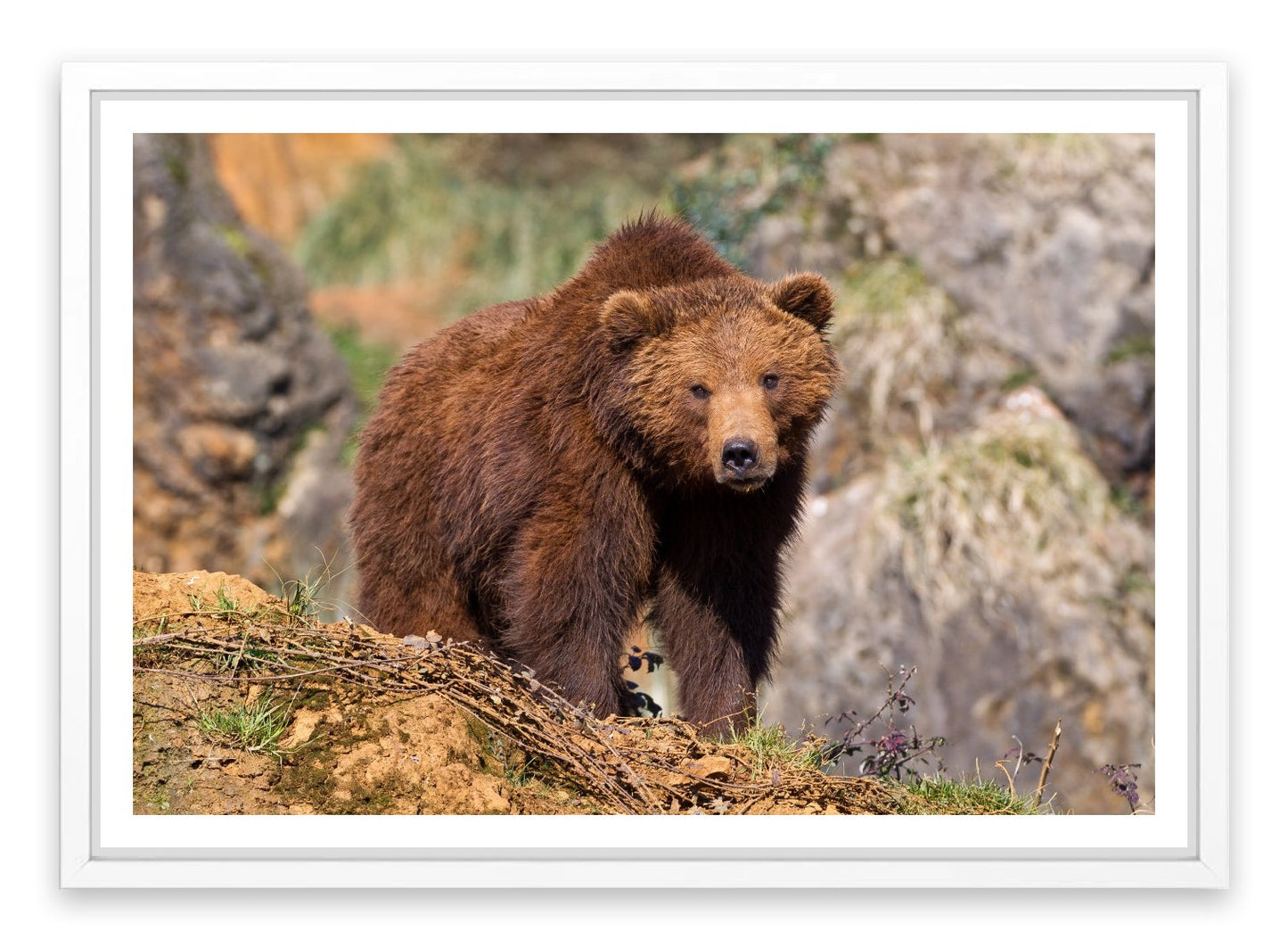 Grizzly bear