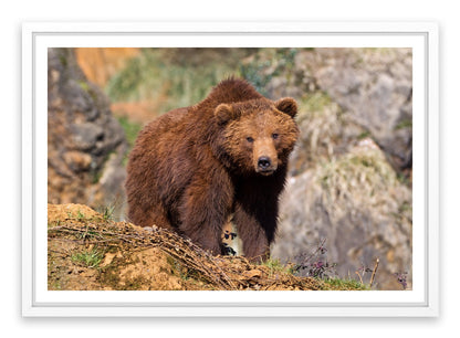Grizzly bear