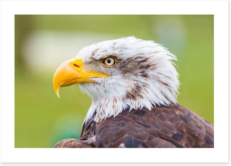 Brazen bald eagle