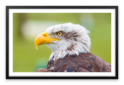 Brazen bald eagle