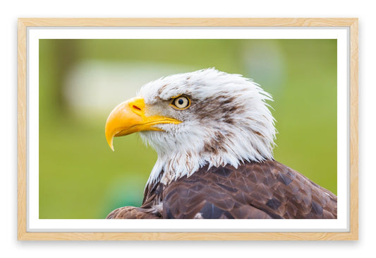 Brazen bald eagle