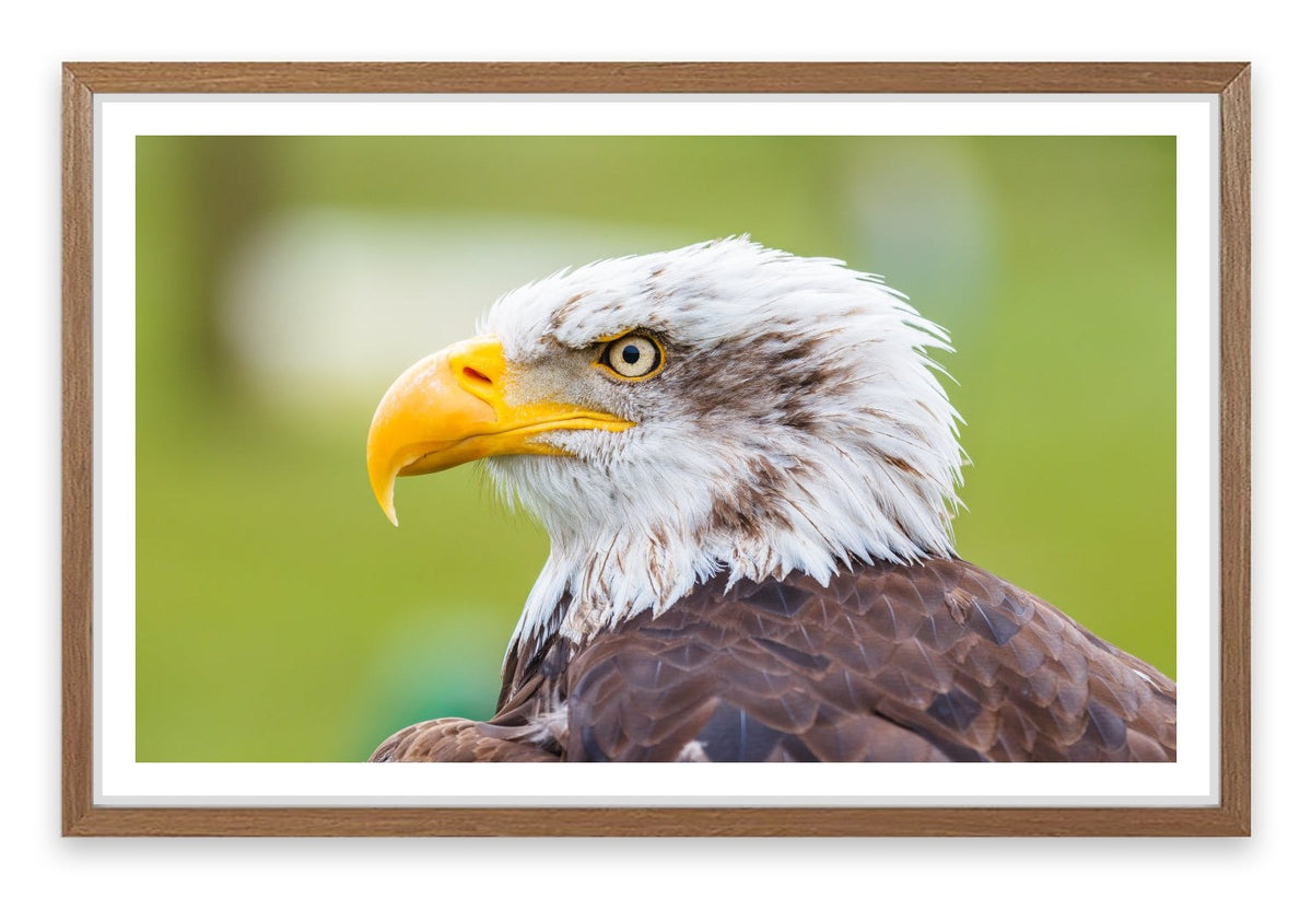 Brazen bald eagle