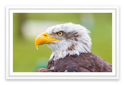 Brazen bald eagle